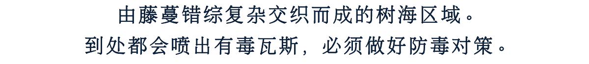 藤蔓错综复杂交织而成的树海区域。